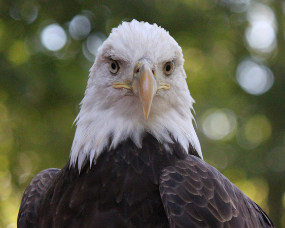 Bald Eagle - Front Profile