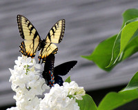 Butterfly in Flight