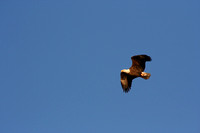 Eagle Soars with Fish