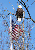 Eagle and Flag