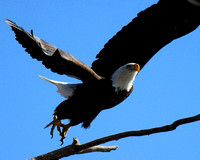 Eagle Takes Flight