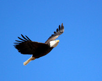 Eagle Soaring