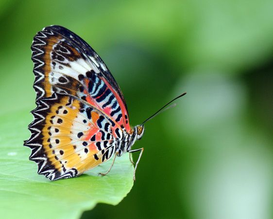 Beautiful Butterfly