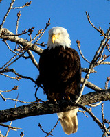 Eagle in Sunlight