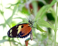 Bug-Eyed Butterfly