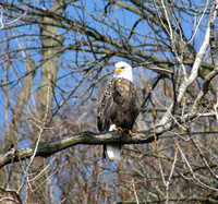 Eagle in Tree