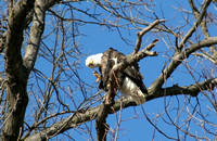 Eagle Scratching