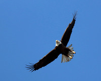 Eagle soaring high