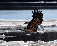 Eagle landing on Ice