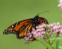 Monarch Butterfly