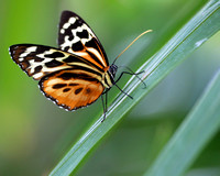 Butterfly on Grass