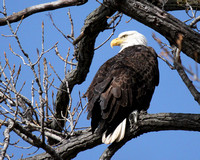 Eagle in a Tree