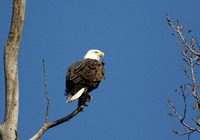 Eagle Waiting