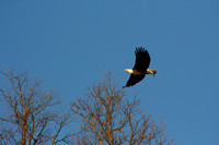 Eagle with Fish