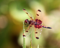 Red Calico Pennant Dragonfly