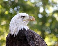 Bald Eagle - Side View