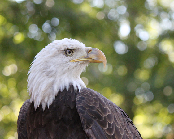 Bald Eagle - Side View