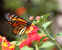 Monarch