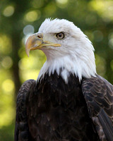 Portrait of an Eagle