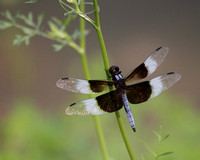 Dragonfly Sparkles