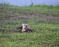 Sleepy Fox