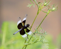 Dragonfly Holding On