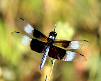 Widow Skimmer Dragonfly